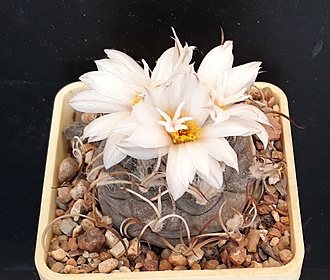 Нажмите на изображение для увеличения.

Название:	Turbinicarpus rioverdensis subs. paoloi.jpg
Просмотров:	584
Размер:	215.3 Кб
ID:	490836