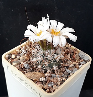 Нажмите на изображение для увеличения.

Название:	Turbinicarpus graminispinus.jpg
Просмотров:	605
Размер:	226.4 Кб
ID:	490837