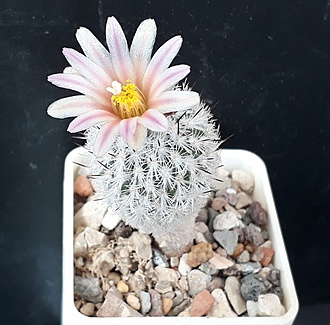 Нажмите на изображение для увеличения.

Название:	Gymnocactus subterraneus v zaragoza.jpg
Просмотров:	590
Размер:	213.5 Кб
ID:	490838