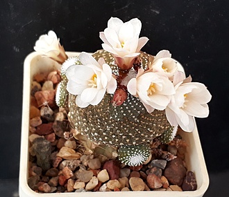 Нажмите на изображение для увеличения.

Название:	Blossfeldia fischerii.jpg
Просмотров:	574
Размер:	184.6 Кб
ID:	490840
