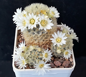 Нажмите на изображение для увеличения.

Название:	Mammillaria carmenae.jpg
Просмотров:	1194
Размер:	238.7 Кб
ID:	490846