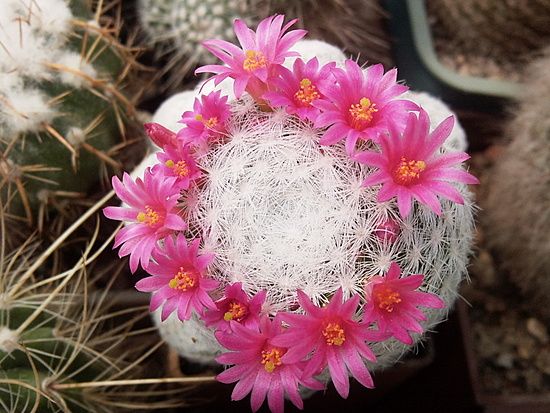 Нажмите на изображение для увеличения.

Название:	Mammillaria humboldti 002.jpg
Просмотров:	966
Размер:	222.4 Кб
ID:	491025