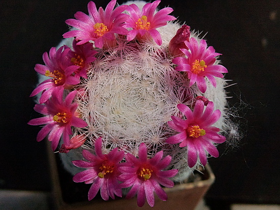 Нажмите на изображение для увеличения.

Название:	Mammillaria humboldtii 003.jpg
Просмотров:	976
Размер:	216.7 Кб
ID:	491026