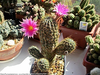 Нажмите на изображение для увеличения.   Название:	Echinopsis-rojasii-NinaR2017.jpg  Просмотров:	0  Размер:	235.2 Кб  ID:	491341