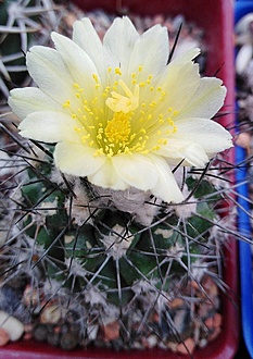 Нажмите на изображение для увеличения.

Название:	IMG_20210424_122859.jpg
Просмотров:	446
Размер:	213.8 Кб
ID:	491375