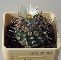 Нажмите на изображение для увеличения.

Название:	T. klinkerianus sp. TU 17 (11л.).JPG
Просмотров:	489
Размер:	248.4 Кб
ID:	491853