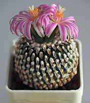 Нажмите на изображение для увеличения.

Название:	T.pseudopectinatus rubriflorus.jpg
Просмотров:	484
Размер:	209.3 Кб
ID:	491854