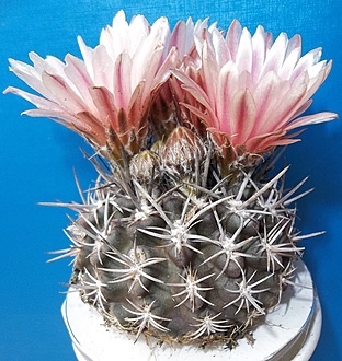 Нажмите на изображение для увеличения.

Название:	Neoporteria cachytayensis 27580_65mm (10).JPG
Просмотров:	409
Размер:	284.6 Кб
ID:	491977