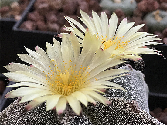 Нажмите на изображение для увеличения.

Название:	astrophytum myriostigma.jpg
Просмотров:	1024
Размер:	330.0 Кб
ID:	492030