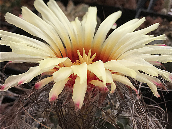 Нажмите на изображение для увеличения.

Название:	astrophytum senile.jpg
Просмотров:	1066
Размер:	314.5 Кб
ID:	492031