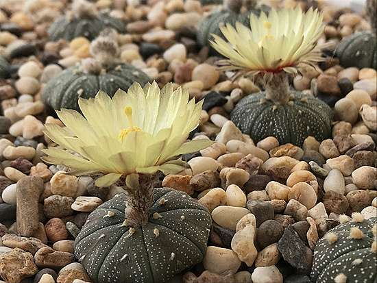 Нажмите на изображение для увеличения.

Название:	astrophytum asterias.jpg
Просмотров:	1027
Размер:	344.0 Кб
ID:	492032