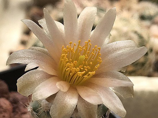 Нажмите на изображение для увеличения.

Название:	pediocactus winkleri.jpg
Просмотров:	1053
Размер:	337.0 Кб
ID:	492033