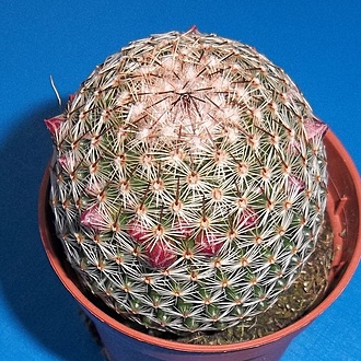 Нажмите на изображение для увеличения.

Название:	Mammillaria matudae (3).JPG
Просмотров:	618
Размер:	351.5 Кб
ID:	492113