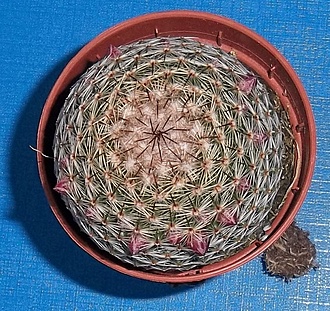 Нажмите на изображение для увеличения.

Название:	Mammillaria matudae (1).JPG
Просмотров:	619
Размер:	331.5 Кб
ID:	492114
