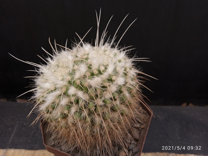 Нажмите на изображение для увеличения.

Название:	Mammillaria nejapensis.jpg
Просмотров:	728
Размер:	169.9 Кб
ID:	492205