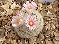 Нажмите на изображение для увеличения.

Название:	Mammillaria lasiacantha SB233 photo2.jpg
Просмотров:	728
Размер:	258.5 Кб
ID:	492220