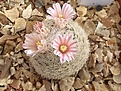 Нажмите на изображение для увеличения.

Название:	Mammillaria lasiacantha SB233 photo2.jpg
Просмотров:	711
Размер:	258.5 Кб
ID:	492220