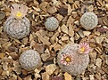 Нажмите на изображение для увеличения.

Название:	Mammillaria lasiacantha SB233 photo1.jpg
Просмотров:	700
Размер:	313.5 Кб
ID:	492221