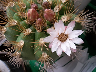 Нажмите на изображение для увеличения.

Название:	Gymnocalycium chacoense=.JPG
Просмотров:	558
Размер:	168.8 Кб
ID:	492380