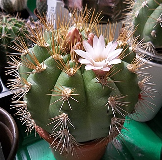 Нажмите на изображение для увеличения.

Название:	Gymnocalycium chacoense===.JPG
Просмотров:	589
Размер:	282.4 Кб
ID:	492381