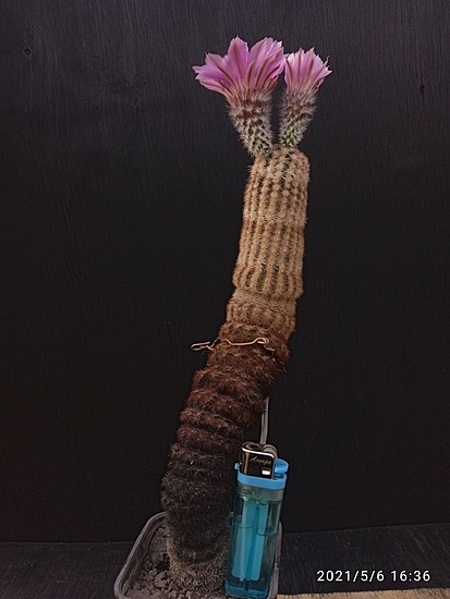 Нажмите на изображение для увеличения.

Название:	Echinocereus fitchii 007.jpg
Просмотров:	624
Размер:	131.9 Кб
ID:	492490