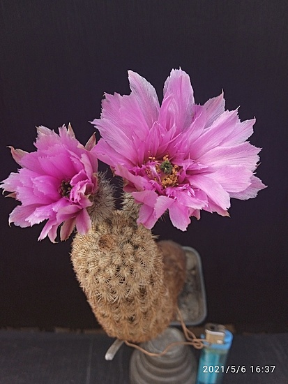 Нажмите на изображение для увеличения.

Название:	Echinocereus fitchii 009.jpg
Просмотров:	606
Размер:	140.5 Кб
ID:	492491