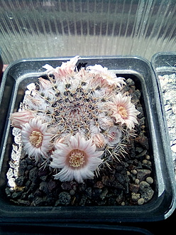 Нажмите на изображение для увеличения.

Название:	Mammillaria formosa.jpg
Просмотров:	464
Размер:	262.4 Кб
ID:	492757