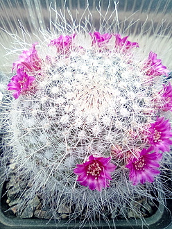 Нажмите на изображение для увеличения.

Название:	mammillaria hahniana.jpg
Просмотров:	463
Размер:	353.4 Кб
ID:	492758