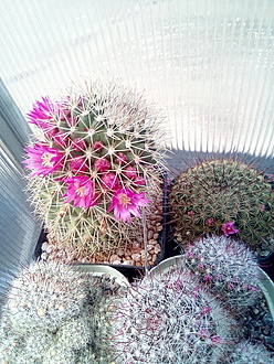Нажмите на изображение для увеличения.

Название:	Mammillaria backebergiana.jpg
Просмотров:	472
Размер:	321.4 Кб
ID:	492759
