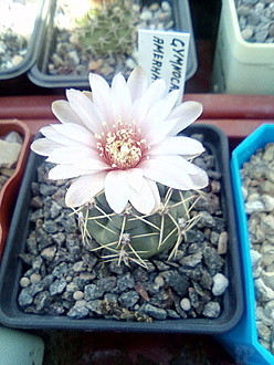 Нажмите на изображение для увеличения.

Название:	Gymnocalycium amerhauseri.jpg
Просмотров:	450
Размер:	223.7 Кб
ID:	492761