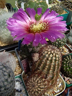 Нажмите на изображение для увеличения.

Название:	Echinocereus reichenbachii JRT301.jpg
Просмотров:	466
Размер:	209.5 Кб
ID:	492860