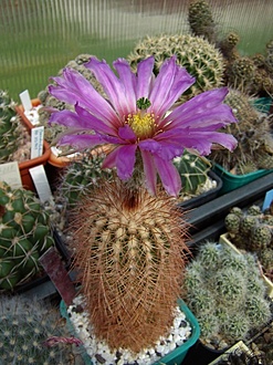 Нажмите на изображение для увеличения.

Название:	Echinocereus reichenbachii v. baileyi JRT223.jpg
Просмотров:	453
Размер:	199.9 Кб
ID:	492861