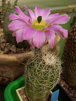 Нажмите на изображение для увеличения.

Название:	Echinocereus pamanesiorum VM 478.jpg
Просмотров:	470
Размер:	143.2 Кб
ID:	492862