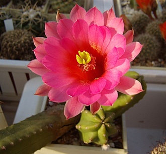 Нажмите на изображение для увеличения.

Название:	Echinocereus scheeri gentry.jpg
Просмотров:	473
Размер:	82.0 Кб
ID:	492863
