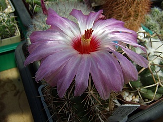 Нажмите на изображение для увеличения.

Название:	Thelocactus bicolor v. schottii1.jpg
Просмотров:	433
Размер:	83.3 Кб
ID:	492868