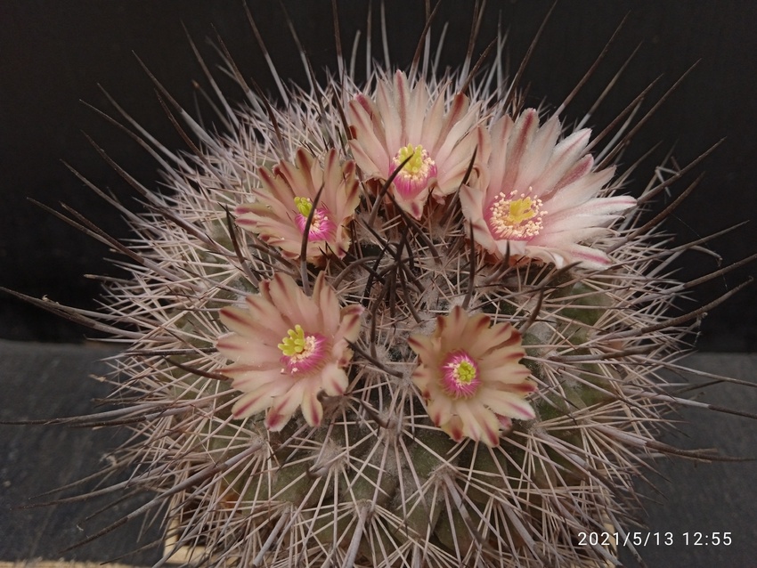 Нажмите на изображение для увеличения.

Название:	Mammillaria jonstoni 008.jpg
Просмотров:	421
Размер:	221.3 Кб
ID:	492964