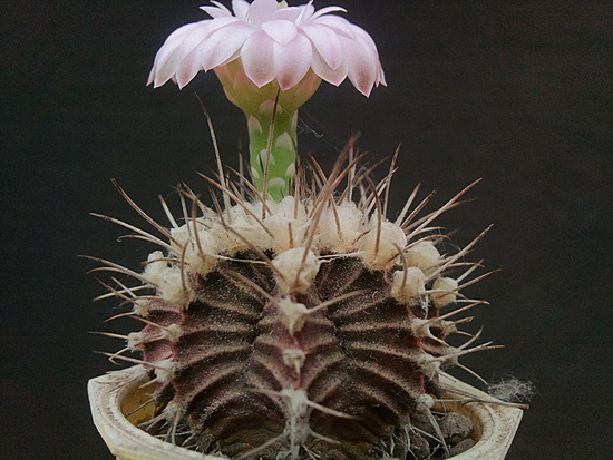 Нажмите на изображение для увеличения.  Название:	Gymnocalycium friedrichii fa. 2.002.jpg Просмотров:	0 Размер:	193.3 Кб ID:	493084