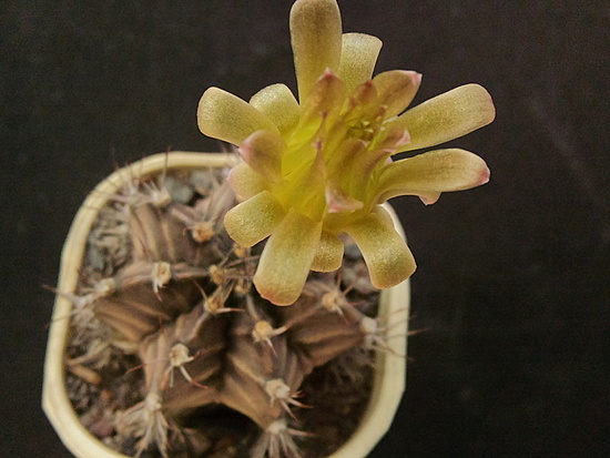 Нажмите на изображение для увеличения.  Название:	Gymnocalycium mihanovichii 004.jpg Просмотров:	0 Размер:	151.3 Кб ID:	493085