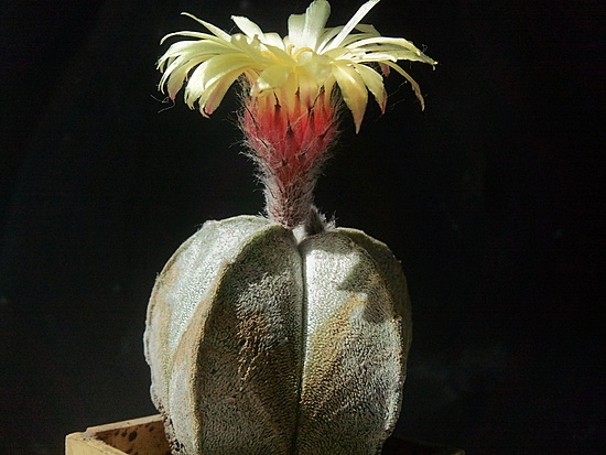 Нажмите на изображение для увеличения.

Название:	Astrophytum myriostigma cv.Milos Duben 1.002.jpg
Просмотров:	424
Размер:	168.3 Кб
ID:	493100