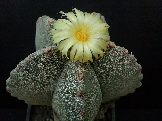 Нажмите на изображение для увеличения.

Название:	Astrophytum myriostigma v.potosinum 2.005.jpg
Просмотров:	431
Размер:	191.6 Кб
ID:	493101