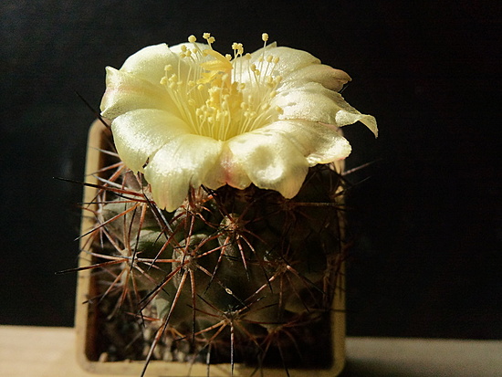 Нажмите на изображение для увеличения.

Название:	Copiapoa taltalensis 003.jpg
Просмотров:	381
Размер:	160.7 Кб
ID:	500138