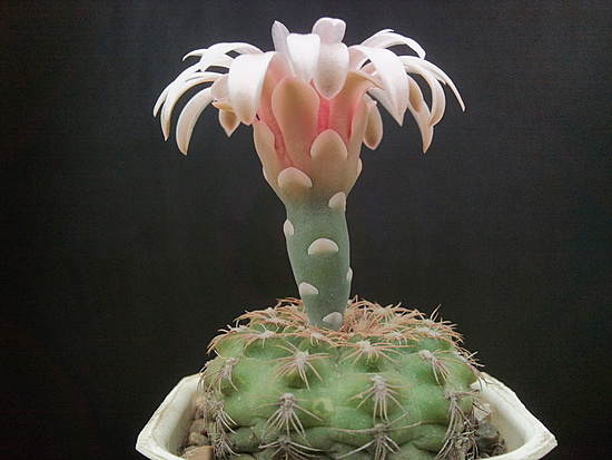 Нажмите на изображение для увеличения.

Название:	Gymnocalycium altagraciense 006.jpg
Просмотров:	406
Размер:	163.4 Кб
ID:	493108