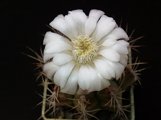 Нажмите на изображение для увеличения.

Название:	Gymnocalycium anisitsi 006.jpg
Просмотров:	398
Размер:	116.4 Кб
ID:	493109