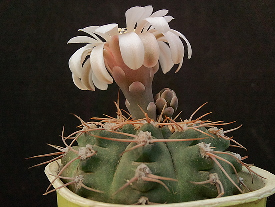 Нажмите на изображение для увеличения.

Название:	Gymnocalycium B 56 1.002.jpg
Просмотров:	455
Размер:	169.2 Кб
ID:	493110