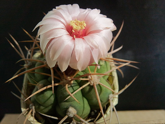 Нажмите на изображение для увеличения.

Название:	Gymnocalycium hammerschmidii 004.jpg
Просмотров:	407
Размер:	162.2 Кб
ID:	493111