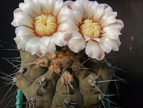 Нажмите на изображение для увеличения.

Название:	Gymnocalycium intertextum 2.005.jpg
Просмотров:	465
Размер:	196.3 Кб
ID:	493121