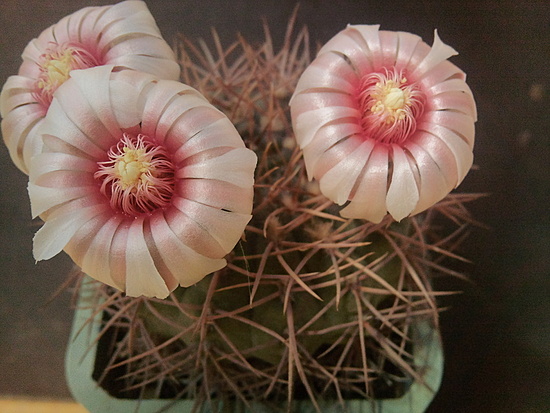 Нажмите на изображение для увеличения.

Название:	Gymnocalycium moserianum 3.006.jpg
Просмотров:	410
Размер:	179.5 Кб
ID:	493124