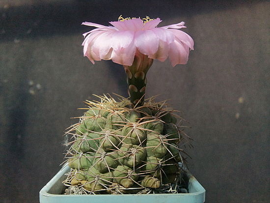 Нажмите на изображение для увеличения.

Название:	Gymnocalycium ourselianum 2.007.jpg
Просмотров:	401
Размер:	199.1 Кб
ID:	493125