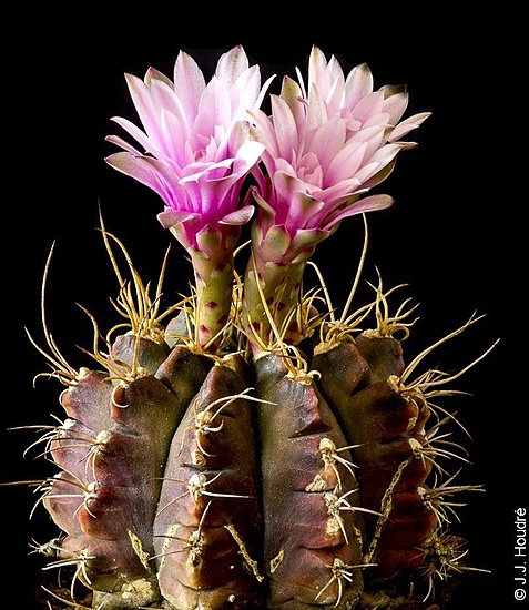 Нажмите на изображение для увеличения.

Название:	Gymnocalycium friedrichii cv.Hibotan-Nishikii 002.jpg
Просмотров:	1067
Размер:	209.7 Кб
ID:	493208