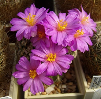 Нажмите на изображение для увеличения.

Название:	Mammillaria bertholdii.jpg
Просмотров:	401
Размер:	99.8 Кб
ID:	493382